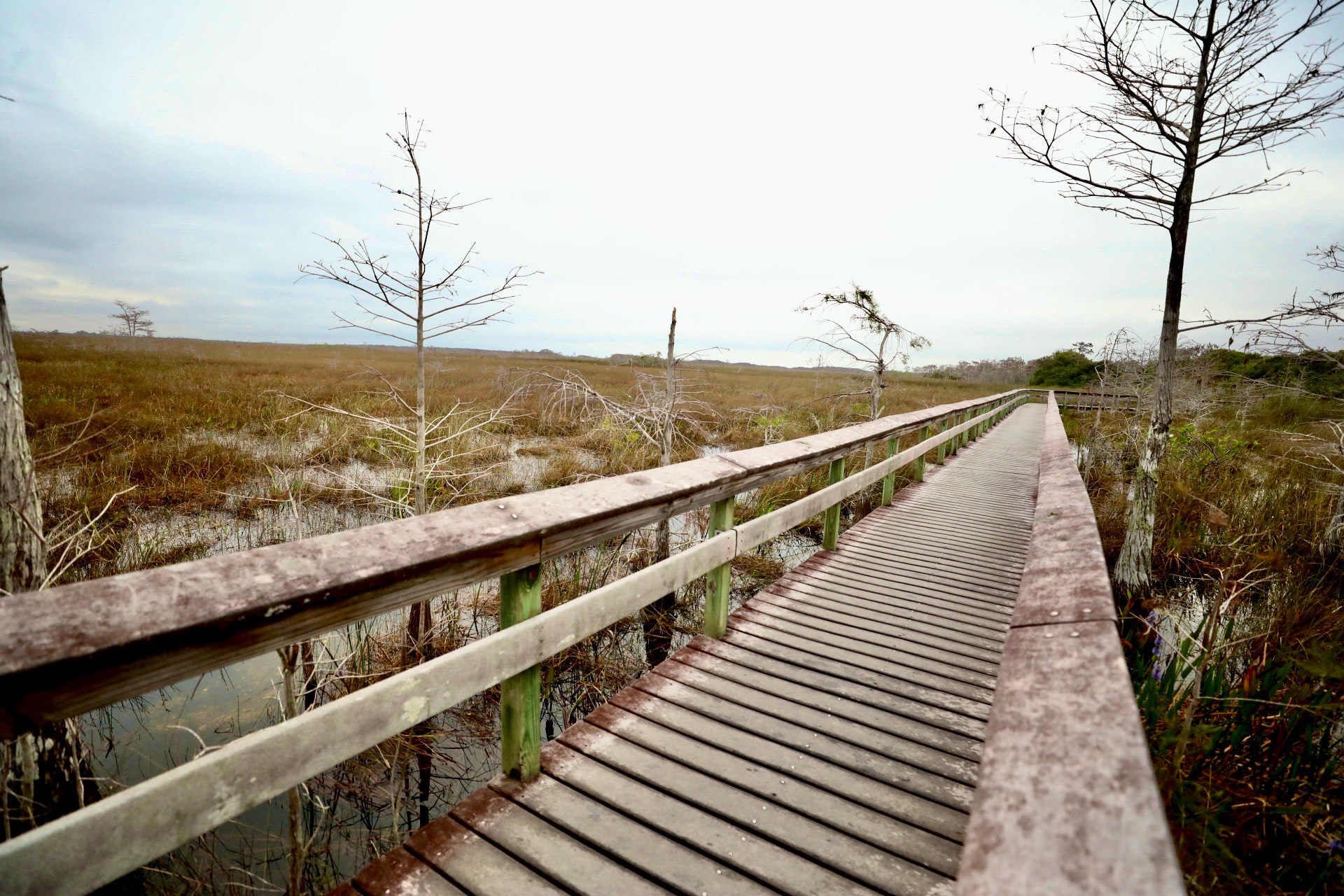 Image shows a boardwalk trail surrounded by blue sky and vegetation
