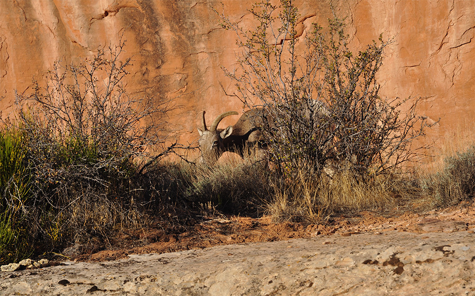 Ewe grazing on some shrubs next to a rock wall