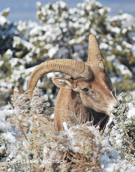 Image of sheep in snow during winter