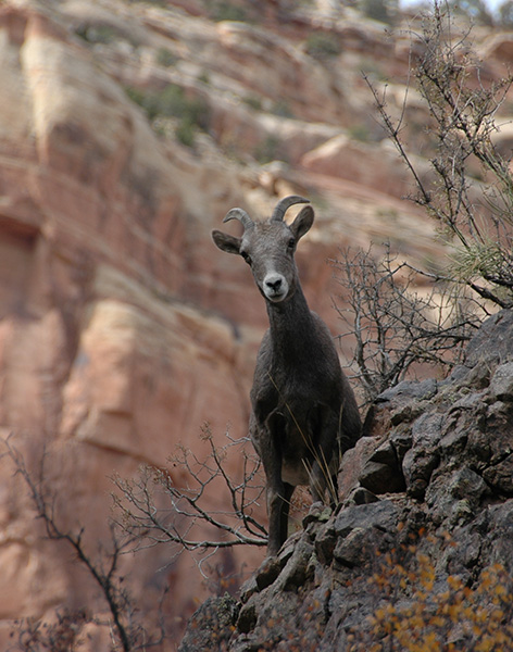 Image of sheep shown in the summer