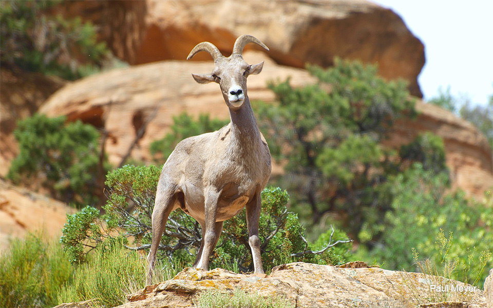 Example of an Ewe looking at the camera