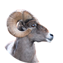 Sheep 101 Activity Icon