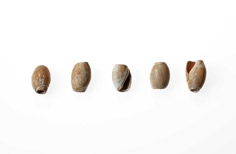 Five aged shells.