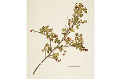 A clipping from a bush with tiny red berries.