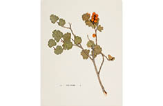 A clipping of a plant with small orange berries.