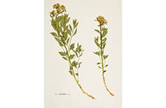 Two pressed clippings of leafy plant with small yellow flower buds.