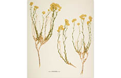 Three pressed sprigs of small yellow flowers.
