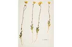 Four pressed yellow flowers with long stems.
