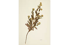 One pressed sprig of plant with yellow flowers and leaves.