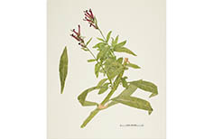 Pressed plant with long leaves and point red flowers.