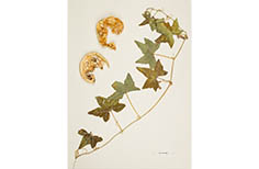 Pressed clipping of green leaves with five points and remains of two fruits with seeds.