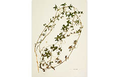 Clipping of pressed ivy-like plant.