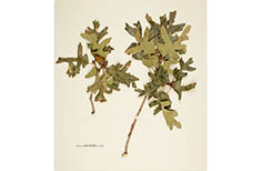 Pressed clipping of green leaves with acorns.