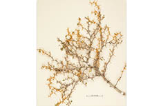 Clipping of plant with orange thorns.