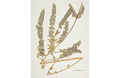 Pressed clippings of tall stemmed plant with white flowers.