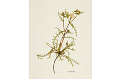 Pressed plant with spiky leaves and white flowers.