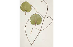Pressed clippings of two stems and two round leaves.