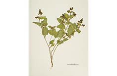 Pressed green plant with leaves and flowers.