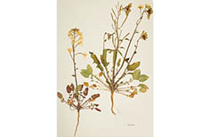Two clippings of pressed plants with brown and green leaves and white flowers.