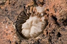 Coral-like fossil with a white center encompassed by a brown ombré of rocky rectangular ridges.