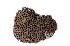 Brown coral-like fossil with through holes scattered across its surface.