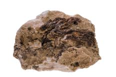 Dark brown coral-like fossil imprinted on the left-hand side of tan and white textured rock.