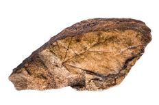 Tan colored impression of a dicot leaf within a smooth-textured brown rock.