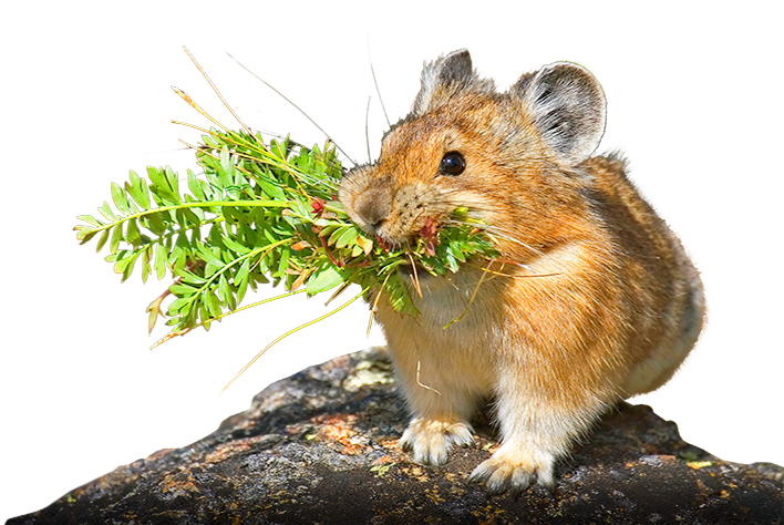 A pika, a small mammal, with short limbs, rounded ears, and no external tail