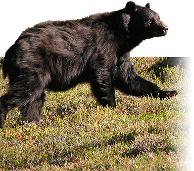 black bear in subalpine meadow