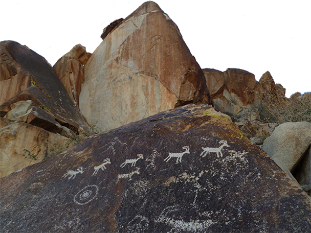 A petroglyph or rock carving of a caravan of bighorn sheep 