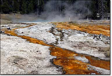 Silex Spring overflows most of the year, creating a hot environment in which colorful thermofiles thrive.