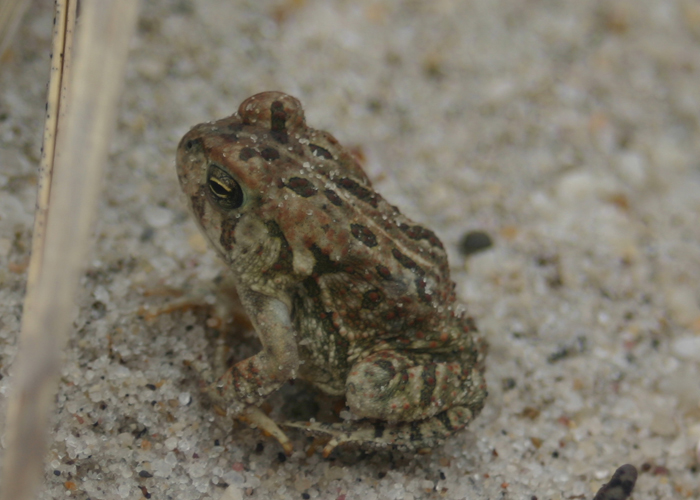 Fowler's Toad