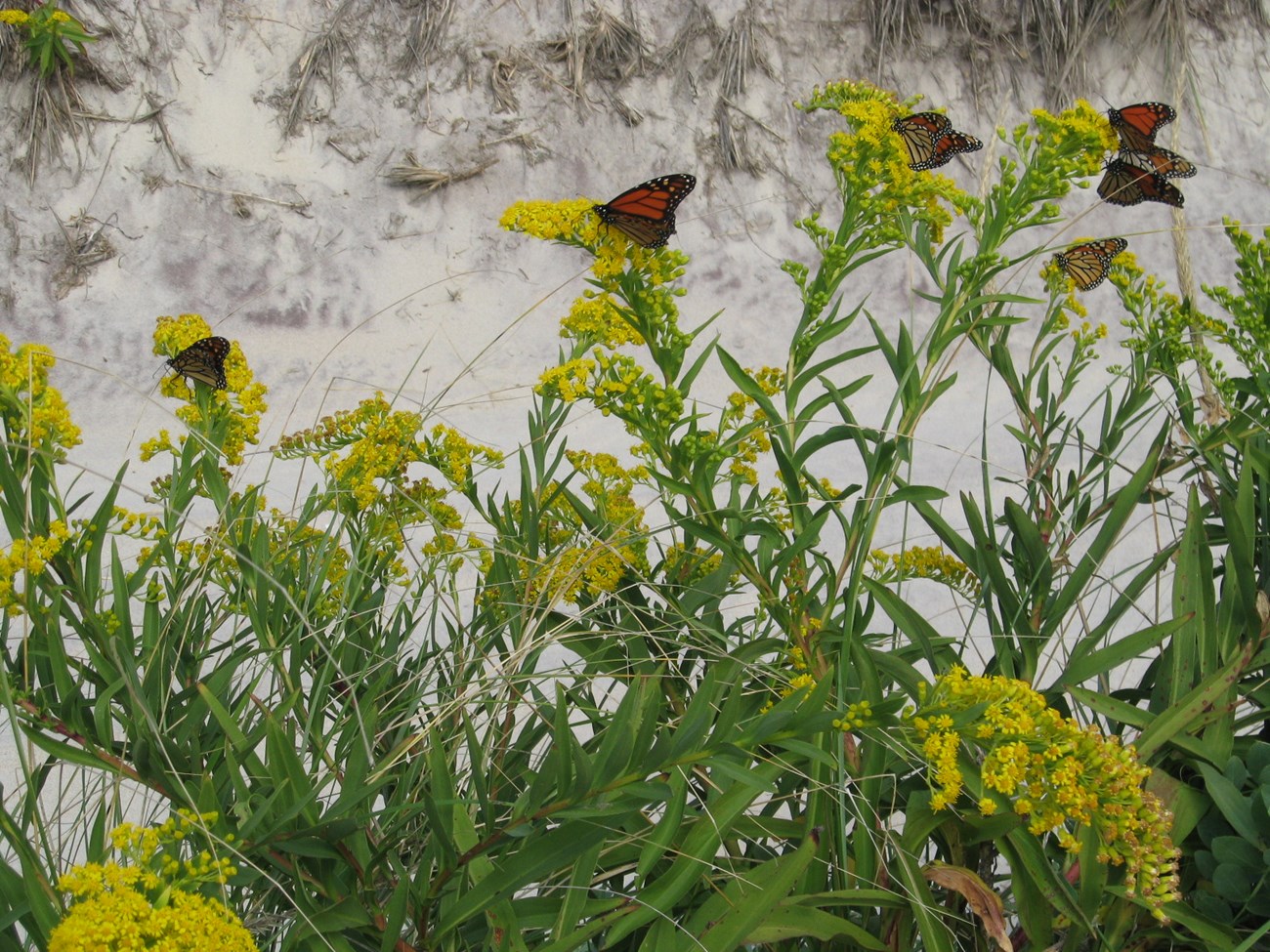 Monarchs rest on goldenrod.