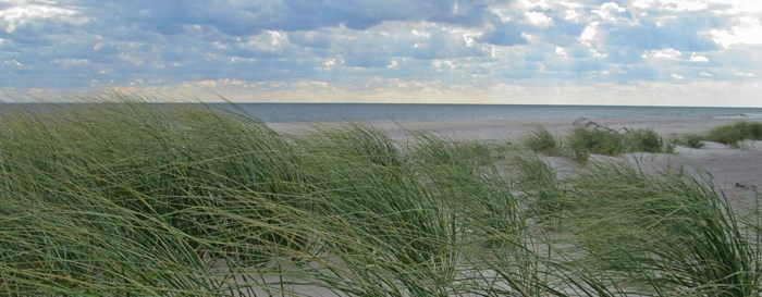 American beachgrass blows in the wind near the shore