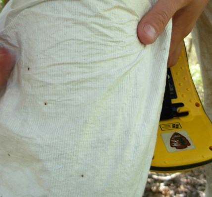 Larval ticks crawl quickly. Use tweezers or duct tape to remove them.