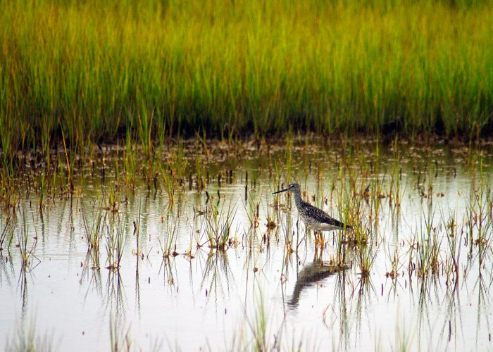 Wetlands, Marshes and Swamps - Fire Island National Seashore (U.S