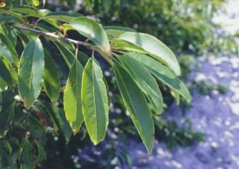 black cherry leaves