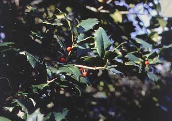 Holly with berries