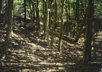 Holly forest understory