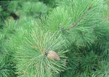 Pitch Pine cone and needles.