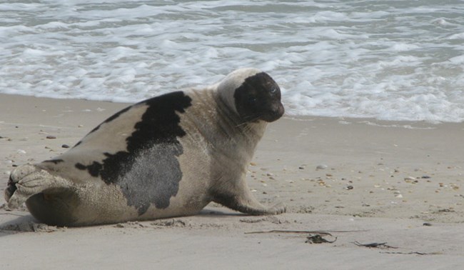 A seal rests on a Fire Island beach
