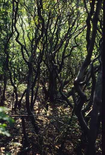 Serviceberry or shadblow tree trunks.