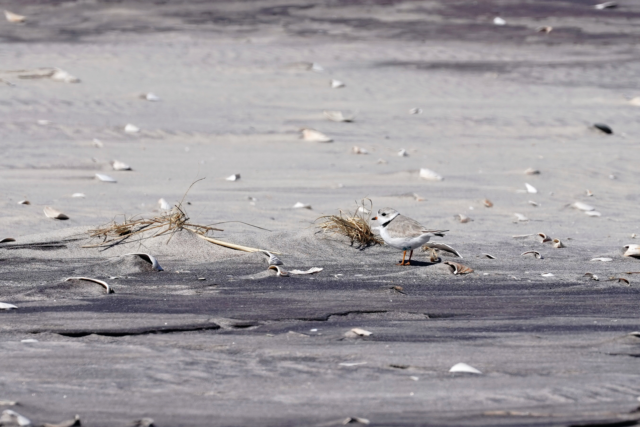 A small white and gray bird is barely visible, blending in to a shell-covered beach.