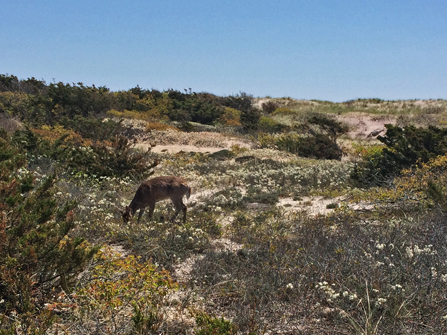 White-tailed deer foraging in backdune habitat