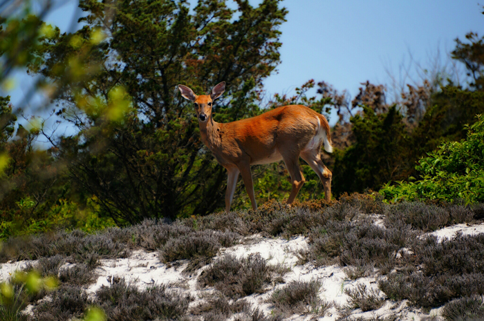 White-tailed deer stands alert in the swale.