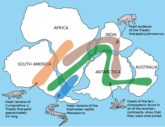 A simple map of Pangea showing the ranges of fossils of prehistoric organisms found across today's continents.