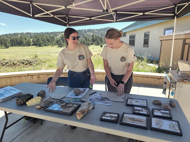 Under a shade tent, two student interns point to fossils displayed on a table.