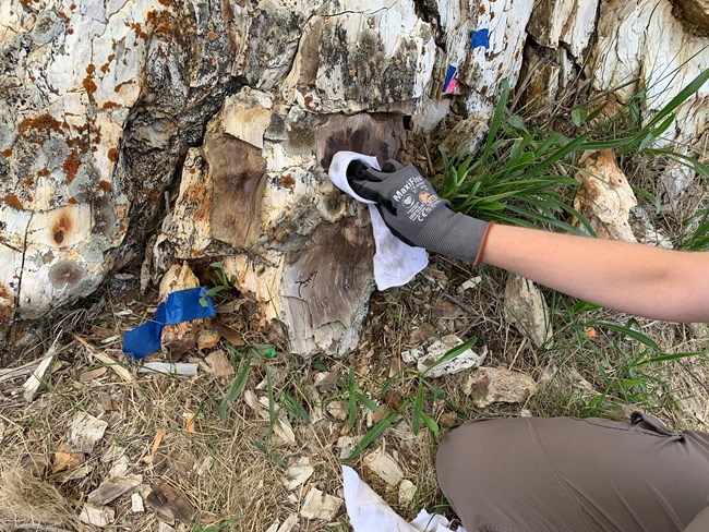 A gloved hand is wiping a cloth on part of a petrified tree stump.