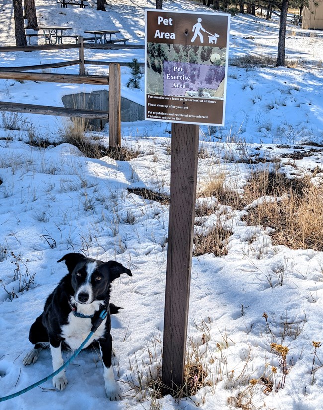 A black and white dog sits next to a sign which reads Pet Area.