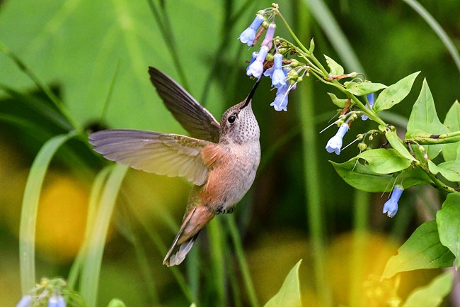 A hummingbird flies up to a cluster of blue flowers.